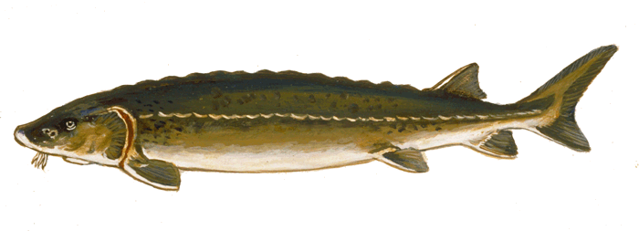 Carquinez Strait, Mare Island Rock Wall #9 Sturgeon